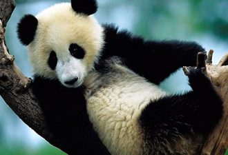 Китайские и американские ученые предупреждают о вымирании панд