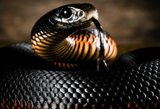10 самых ядовитых змей в мире