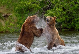 Удивительные факты о медведях