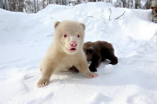 Бурый медведь - альбинос