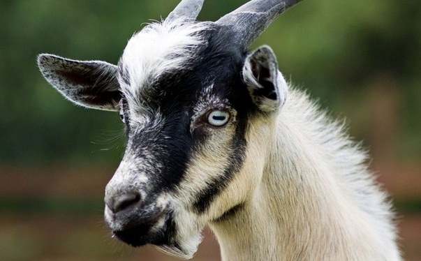 Знаете ли вы, что некоторые виды коз при испуге падают в обморок?