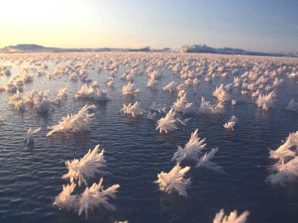 Ледяные цветы в океане