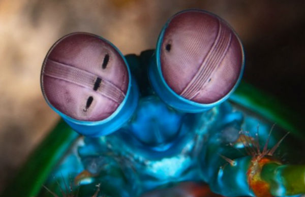 Глаза рака-богомола способны различить 12 основных цветов