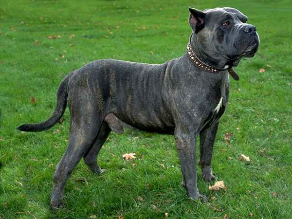 Весом до 50 килограмм — эта крупная бойцовская собака является родственником мастифа. 