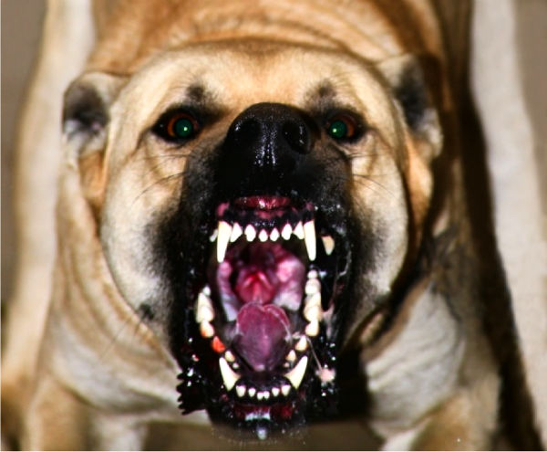 Одной из самой злой собакой можно считать американского бульдога, который запрещён для разведения в Сингапуре, Дании и некоторых других странах.