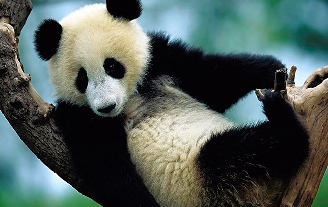 Китайские и американские ученые предупреждают о вымирании панд