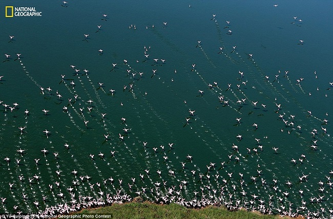 Фламинго перед полетом. Фото Ю. Хьюпинг Yu Huiping). 