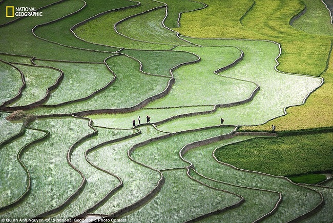 ерраса рисовых поляей в долине Ту Ле провинции Йен Бай, Северный Вьетнам, в начале нового сезона