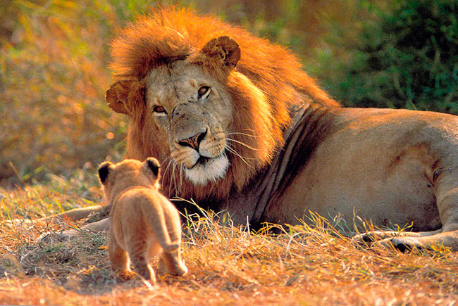 Популяция львов в Африке может уменьшиться на 50%