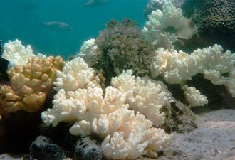Глобальное потепление отбелит коралловые рифы