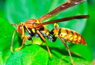 Яд бразильской осы убивает раковые клетки, сохраняя здоровые