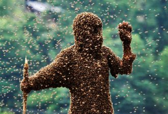 Пчелы-убийцы угрожают жителям Калифорнии