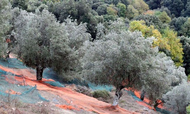 Оливковым рощам Европы угрожает смертоносная бактерия