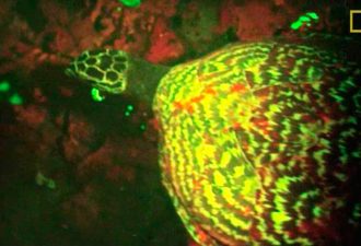 Обнаружена первая в мире светящаяся черепаха