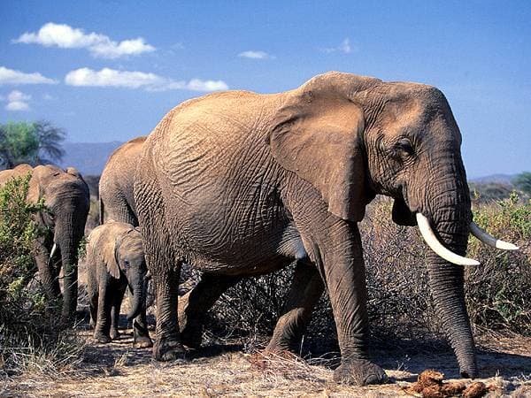За право поохотиться на слона придется выложить 20,000 USD
