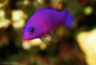 Подводная жизнь | Фотографии экзотических рыб