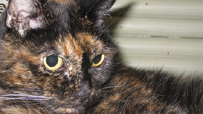самой старейшей кошкой в мире является Тифани Вторая, которая живет в Калифорнии