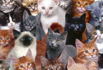 Кошачий остров в Японии: шесть кошек на одного жителя