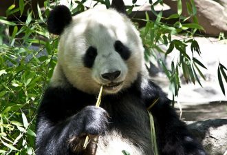 Китаец получил 80 000 долларов за укус дикой панды
