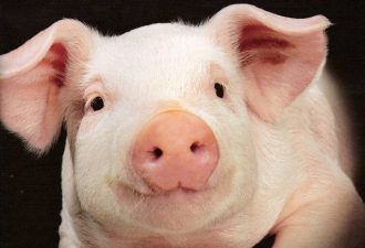 Геномный редактор делает возможным пересадку органов свиней человеку