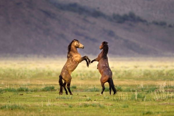Дикие лошади в Национальном парке Йосемити