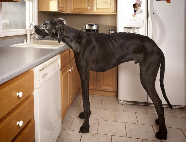 Самая большая в мире собака