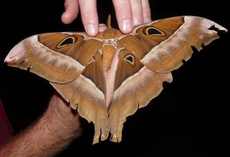 Самые большие бабочки в мире